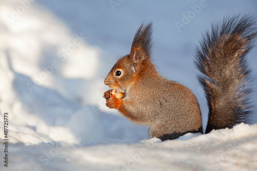 Squirrel collects nuts in the snow.