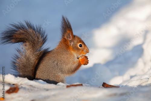 Squirrel collects nuts in the snow.