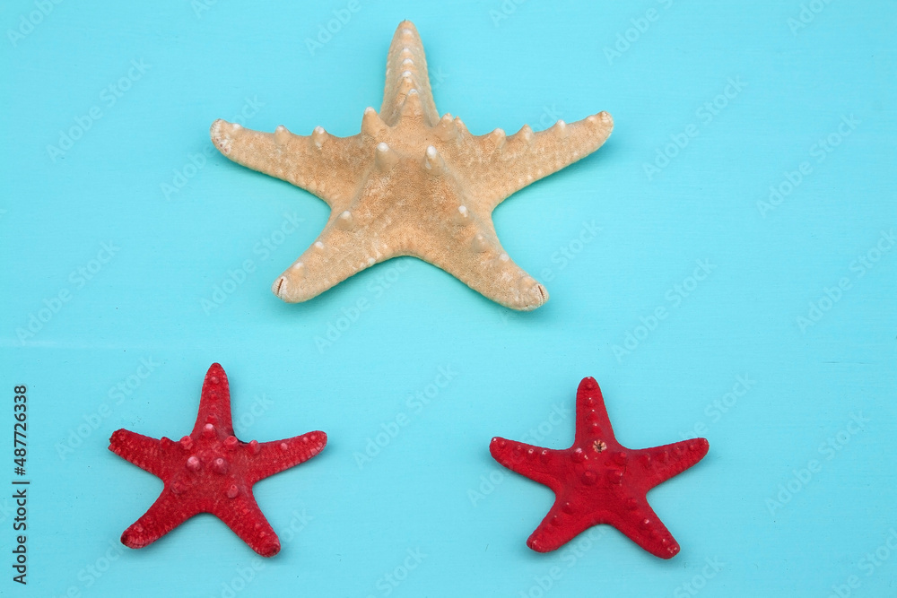 star of the sea, seashells, seashells on the background, background, place for text star of the sea, seashells, seashells on the background, background, place for text