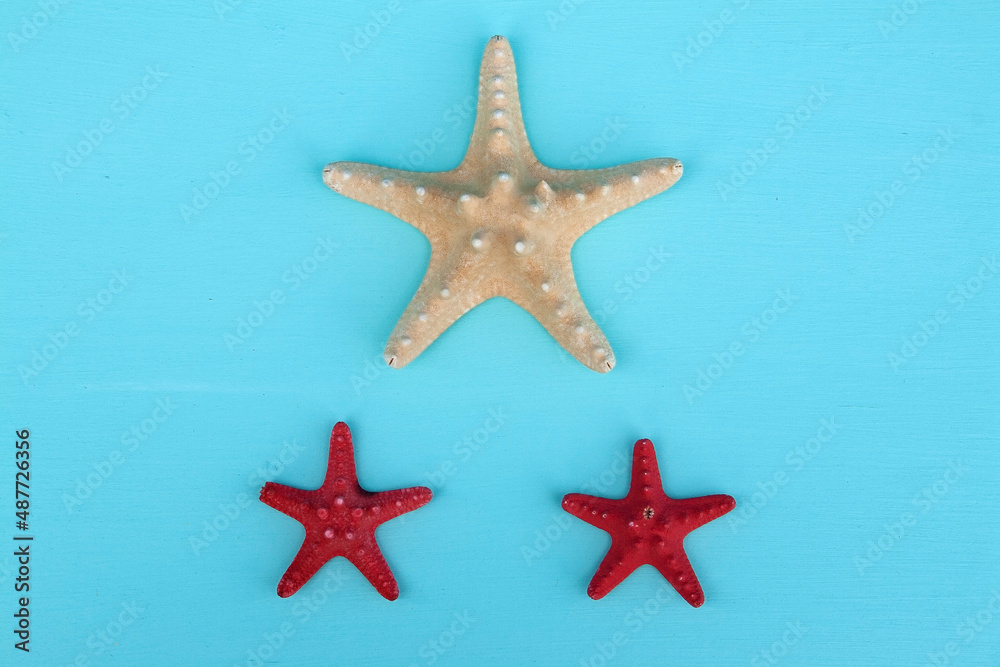 star of the sea, seashells, seashells on the background, background, place for text star of the sea, seashells, seashells on the background, background, place for text