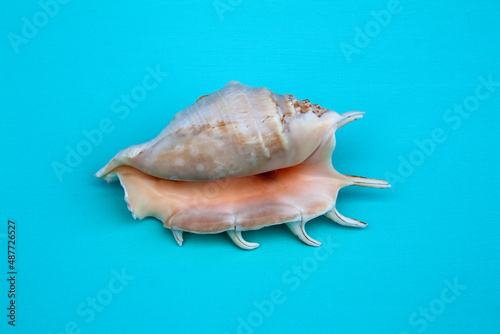 seashells, seashells on the background, background, place for text