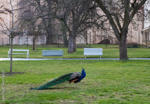 Beautiful peacock at Wallenstein Garden in Prague, Czech Republic. Spring time in Wallenstein Palace photo