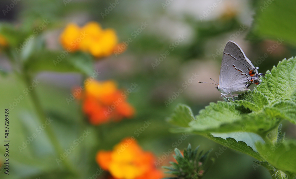 Gray Hairstreak Butterfly - Strymon melinus on Lantana Leaf Gray Hairstreak Butterfly - Strymon melinus on Lantana Leaf
