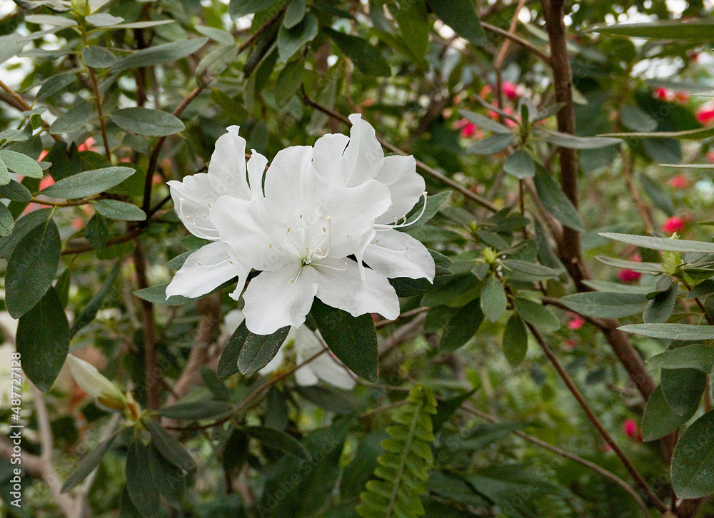 Obraz premium white azalea bush