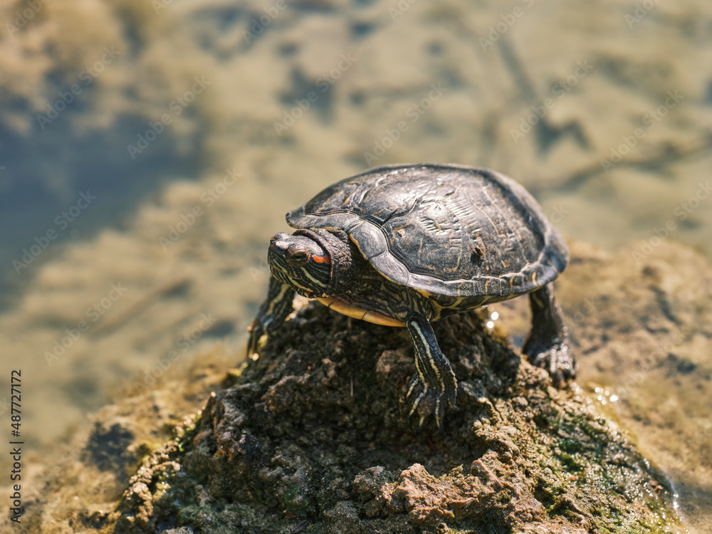 Obraz premium cute turtle in a lake