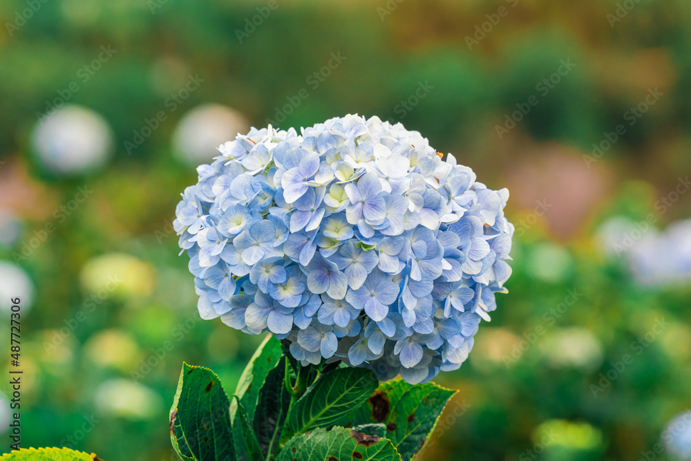 Hydrangea flowers are blooming in Da Lat garden. This is a place to visit ecological tourist garden attracts other tourism to the highlands Vietnam. Nature and travel concept. Hydrangea flowers are blooming in Da Lat garden. This is a place to visit ecological tourist garden attracts other tourism to the highlands Vietnam. Nature and travel concept.