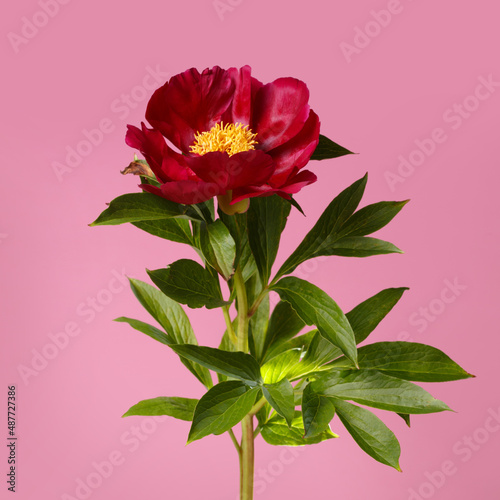 Beautiful red peony with yellow center isolated on pink background.