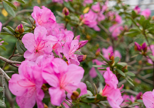 pink flowers Azaleas in garden © Tetatet