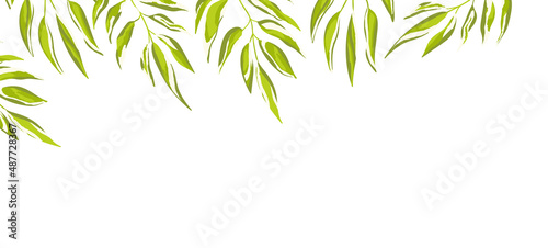 Fototapeta Naklejka Na Ścianę i Meble -  Floral web banner with drawn color exotic leaves. Nature concept design. Modern floral compositions with summer branches. Vector illustration on the theme of ecology, natura, environment