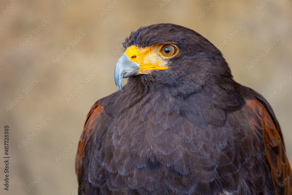 The Harris's hawk (Parabuteo unicinctus), also known as bay-winged hawk and dusky hawk. Close up detailed shot. The Harris's hawk (Parabuteo unicinctus), also known as bay-winged hawk and dusky hawk. Close up detailed shot.