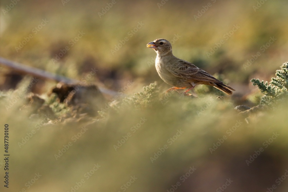 Ashy crowned sparrow lark on ground. Eremopterix griseus. The ashy-crowned sparrow-lark is a small sparrow-sized member of the lark family. Ashy crowned sparrow lark on ground. Eremopterix griseus. The ashy-crowned sparrow-lark is a small sparrow-sized member of the lark family.