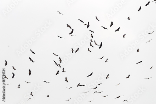 A large group of white-backed vulture, gyps africanus, in flight over the Masai Mara. © Rixie