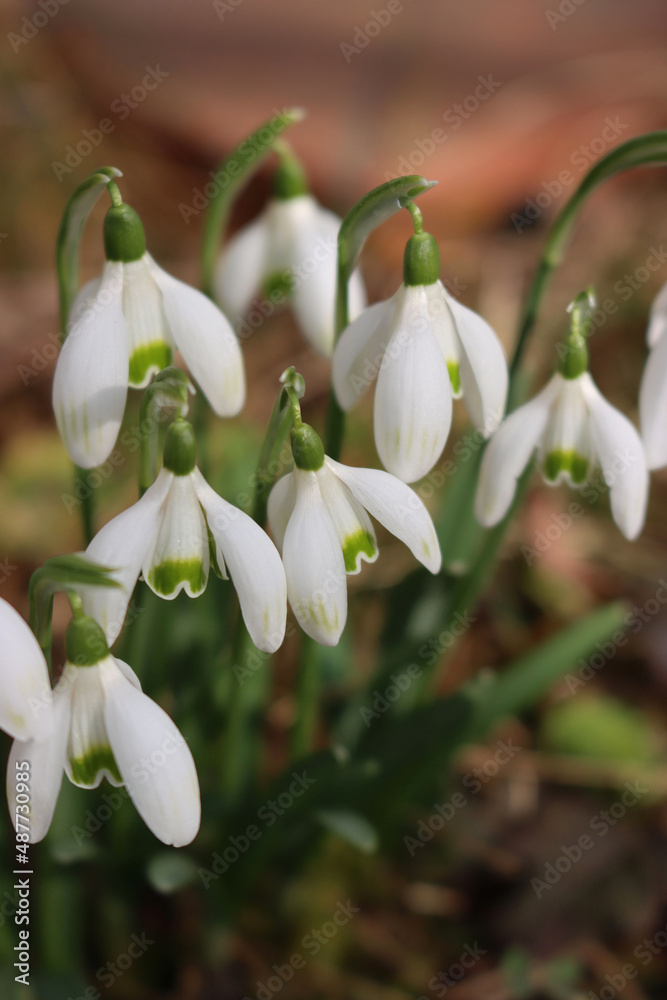 Close-up of common Snowdrop flowers on a sunny day. Galanthus nivalis on springtime on selective focus Close-up of common Snowdrop flowers on a sunny day. Galanthus nivalis on springtime on selective focus