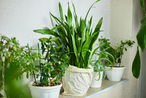 Many house plants in pot, greenhouse, Biophillia design at home, gardening concept, green home. Greenery at home, love of plants, indoor cozy garden.