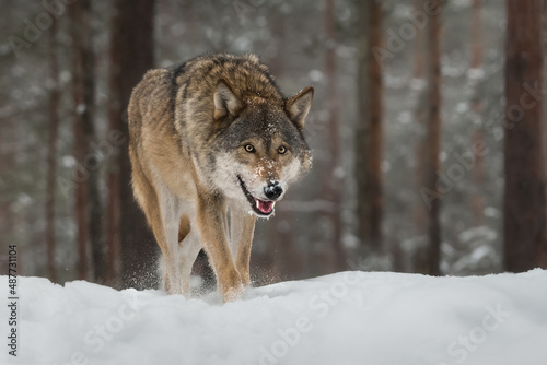 European wolf in the winter forest close-up. The predator is walking through the snowy forest. Wild nature. Hunting.