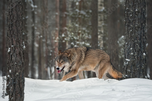 European wild gray wolf (canis lupus) in natural habitat. The predator walks on white snow in a winter pine forest. Wild life. Trophy.