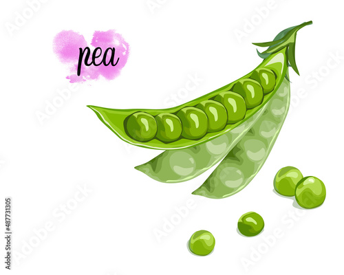 Isolated Green Pea. Green pea raw and whole pea on white background with some pea seed drops outside. Food ingredients vector drawing. Vegetables, vegetarian food, food full of protein. 