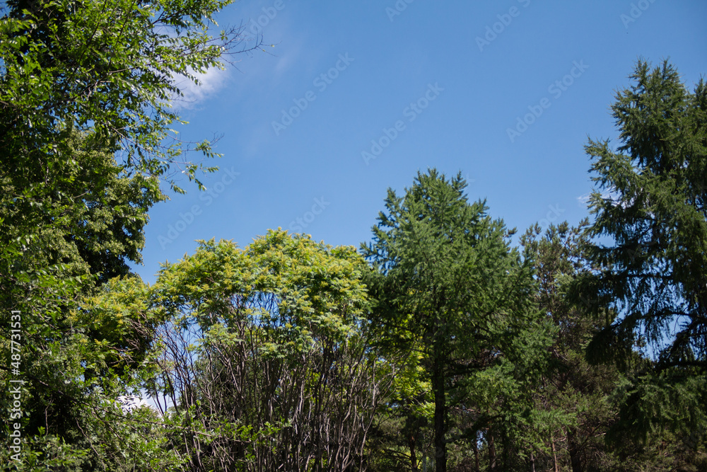 summer landscape, lots of greenery