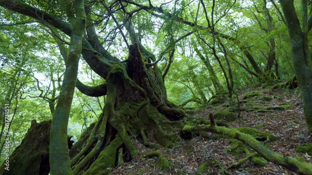 Cinematic gimbal shot of mossy ancient forest in Shiratani Unsuikyo in Yakushima, Japan