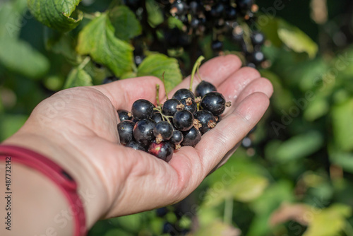 blackcurrant berries in the palm of a woman on the background of a bush with currant berries