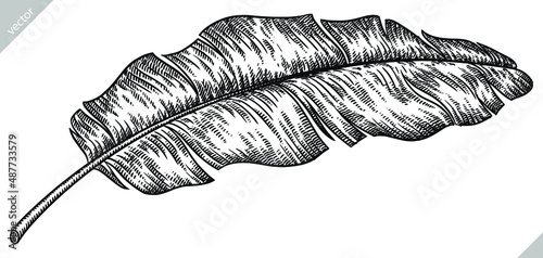 black and white engrave isolated palm leaf illustration