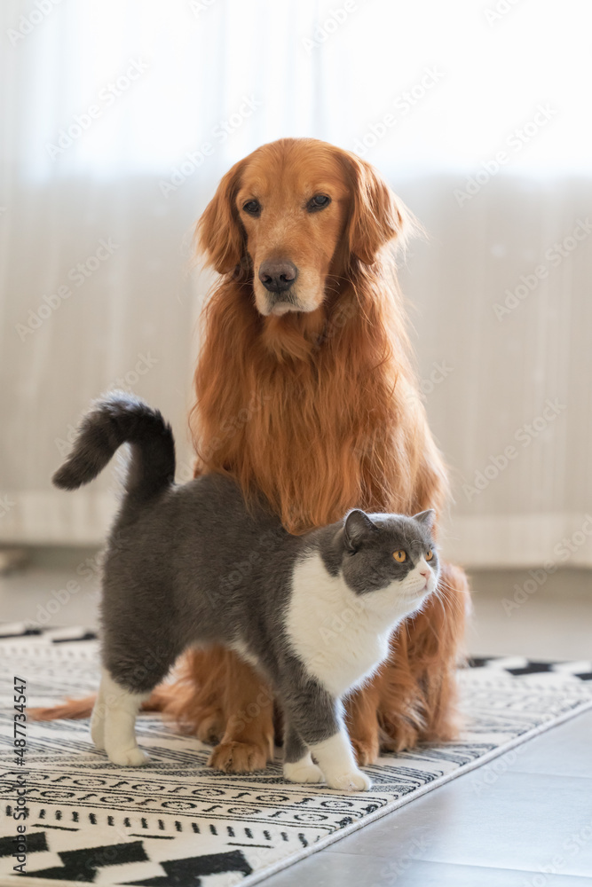 The British short haired cat and the golden retriever get close together