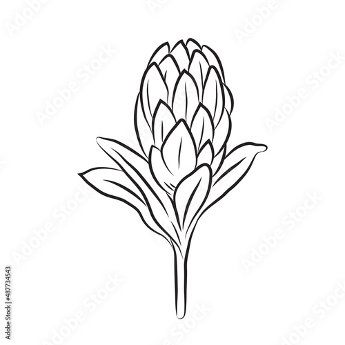 Protea flower linear icon. A bud of a large African protea. Line art tropical botany