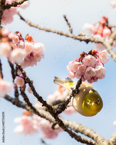 メジロと桜
