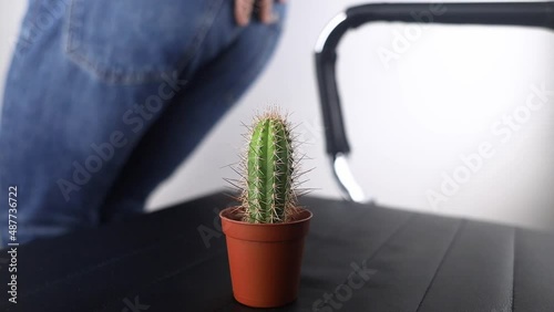 Concept. A man holds a cactus as a symbol of rectal pain. Varicose veins of the lower intestine. Pain in the rectum, hemorrhoids and pain in the excretory system of the body. Proctology photo