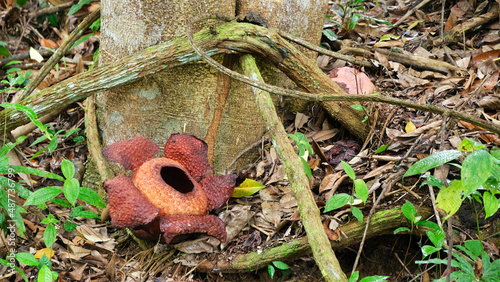 Rafflesia is a genus of parasitic flowering plants in the family Rafflesiaceae. The species have enormous flowers, the buds rising from the ground or directly from the lower stems of their host plants photo