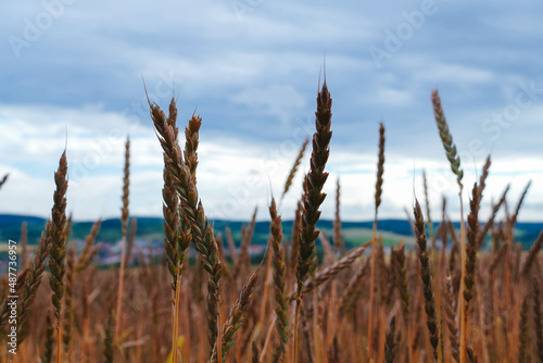 cornfield