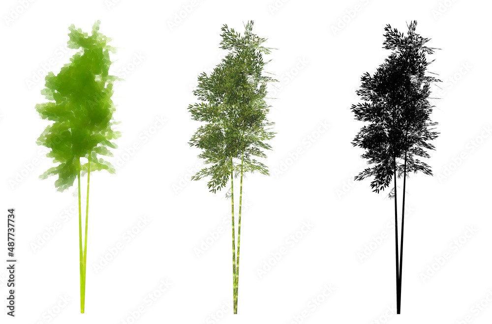 Fototapeta premium Set or collection of Bamboo trees, painted, natural and as a black silhouette on white background. Concept or conceptual 3d illustration for nature, ecology and conservation, strength, endurance