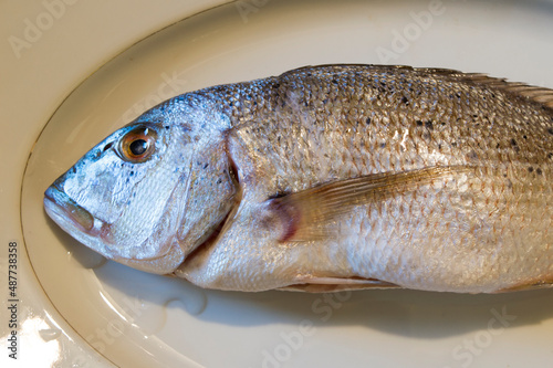 Raw saltwater fish Dentex Dentex, common dentex on a white plate, raw seafood from Adriatic sea, Dalmatian cuisine