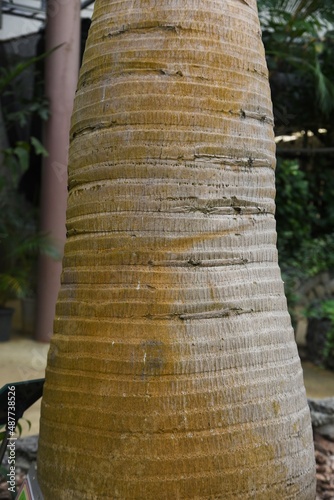 Bottle palm. Palmae evergreen tropcal ornamental plant. Native to the Mascarene Islands.  photo