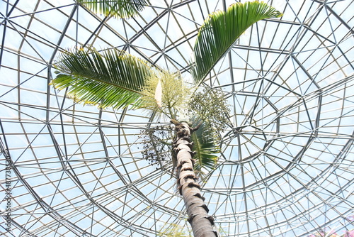 Bottle palm. Palmae evergreen tropcal ornamental plant. Native to the Mascarene Islands.  photo