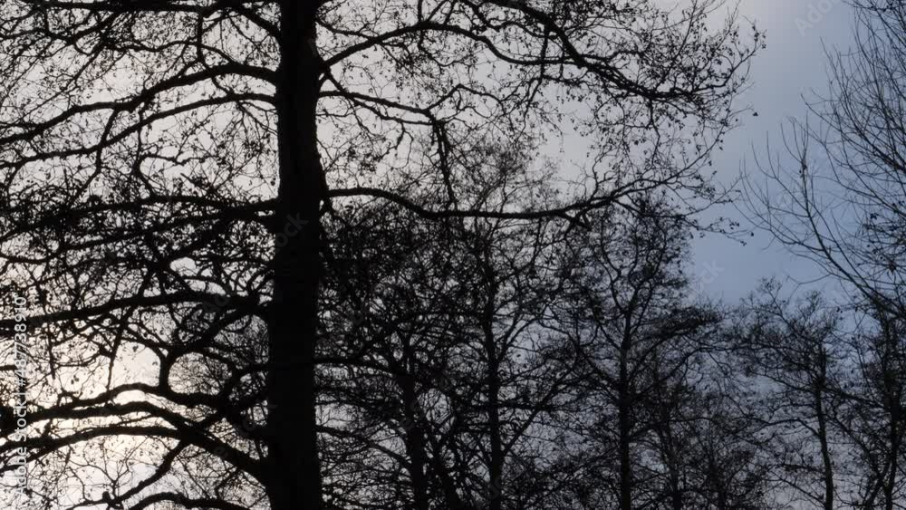 Flock of Small Birds Flying Between Trees, Silhouette Low Angle Shot Flock of Small Birds Flying Between Trees, Silhouette Low Angle Shot