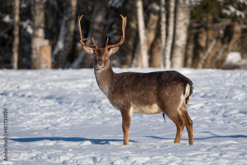 With magnificent doe horns in a forest clearing in winter under the rays of the sun.