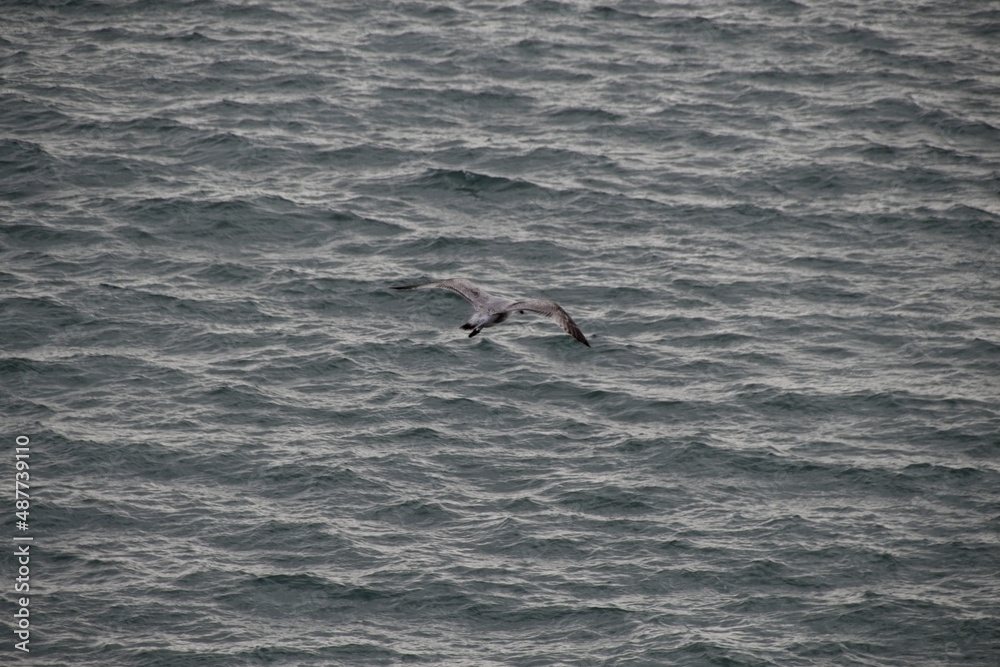 Fototapeta premium seagull flying over the sea