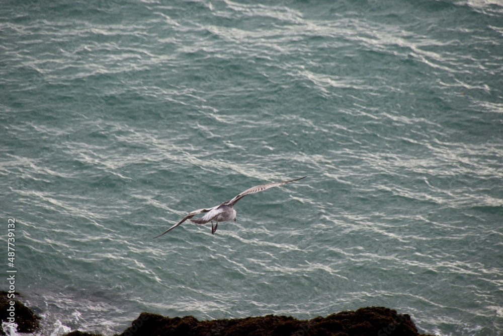 Fototapeta premium seagull flying over the sea