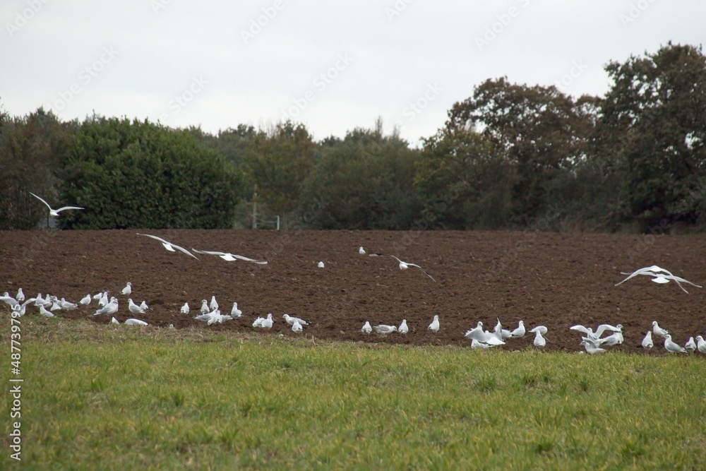 flock of birds on the grass