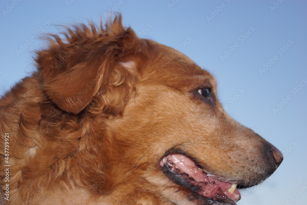 the head and face of a Golden Retriever the head and face of a Golden Retriever