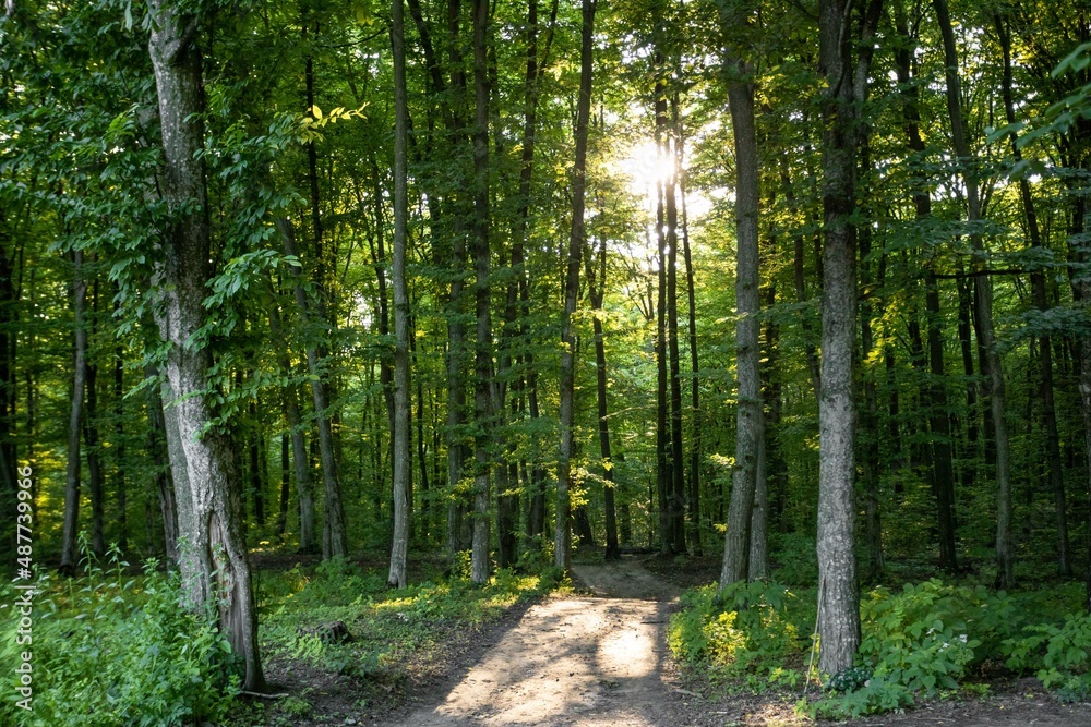 outdoor recreation, forest, fresh air outdoor recreation, forest, fresh air