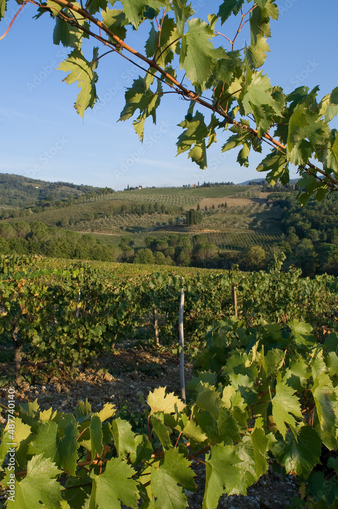 Fototapeta premium winogrona , pejzaż Toskani
