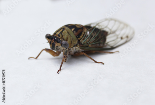 Cicada Insect on White Paper Background Close up