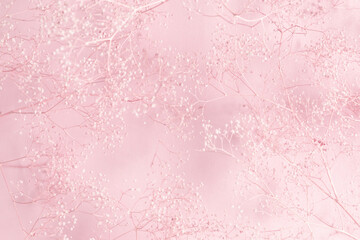 Dry pink flowers gypsophila on pink background. Flat lay, top view, copy space