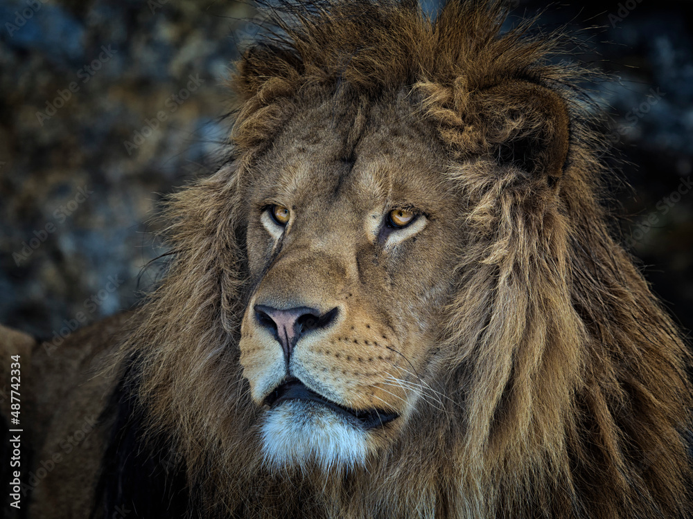 portrait of a beautiful lion on a dark background lying on a rock
