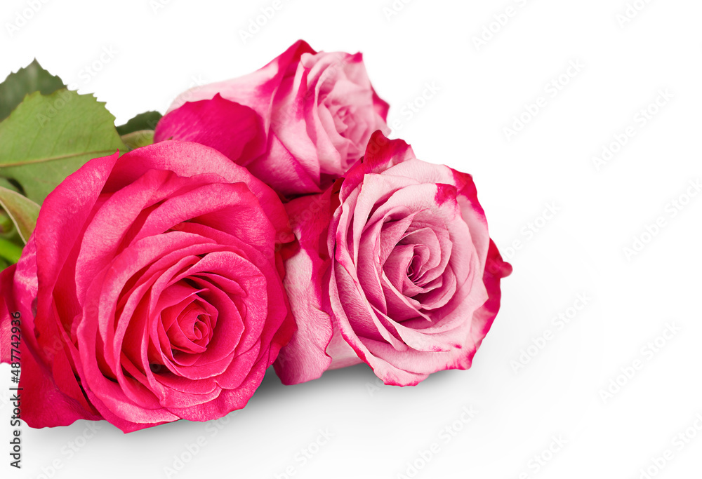 bouquet of pink roses on a white background bouquet of pink roses on a white background
