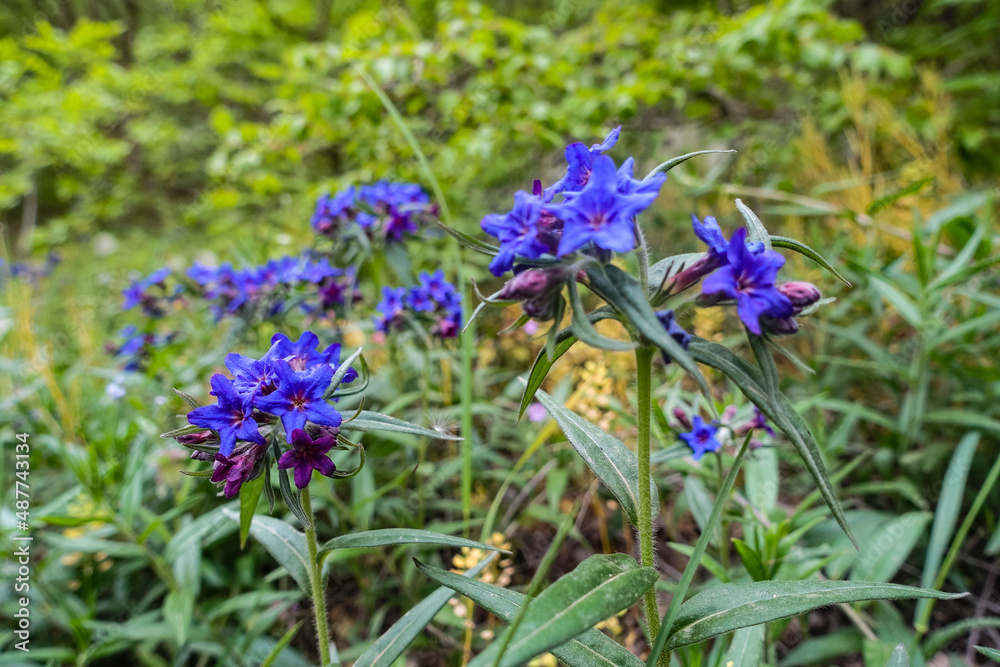 Flowers in the gorge of the Echki-Daga mountain. Crimean mountains. Fox Bay. Crimea. 2021 Flowers in the gorge of the Echki-Daga mountain. Crimean mountains. Fox Bay. Crimea. 2021