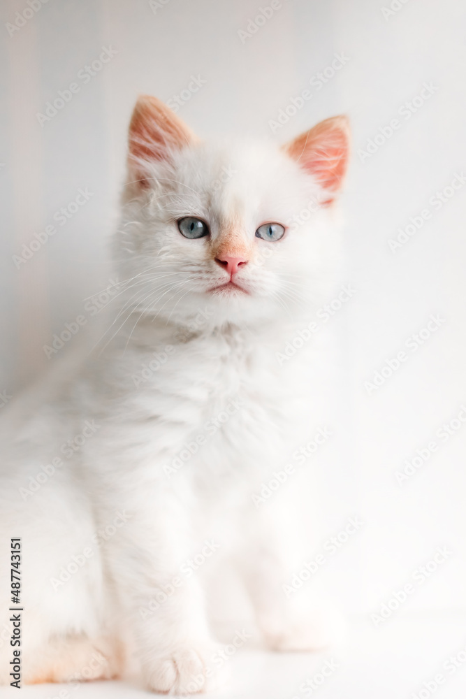 White fluffy cat. Little kitten at home. Pets concept