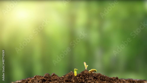 Cannabis reaches for the sun, young cannabis sprouts, time lapse, 4k.